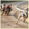 Greyhound Racing East Anglia Race Nights Video Greyhound Racing
